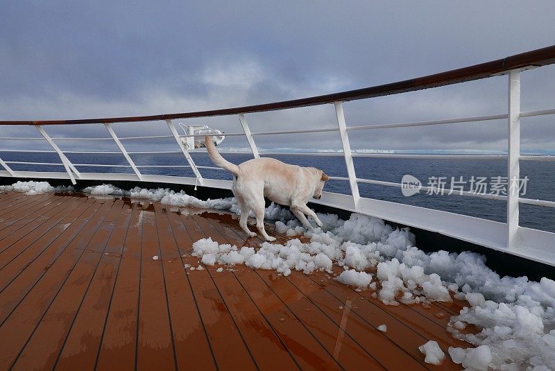 南极的拉布拉多寻回犬