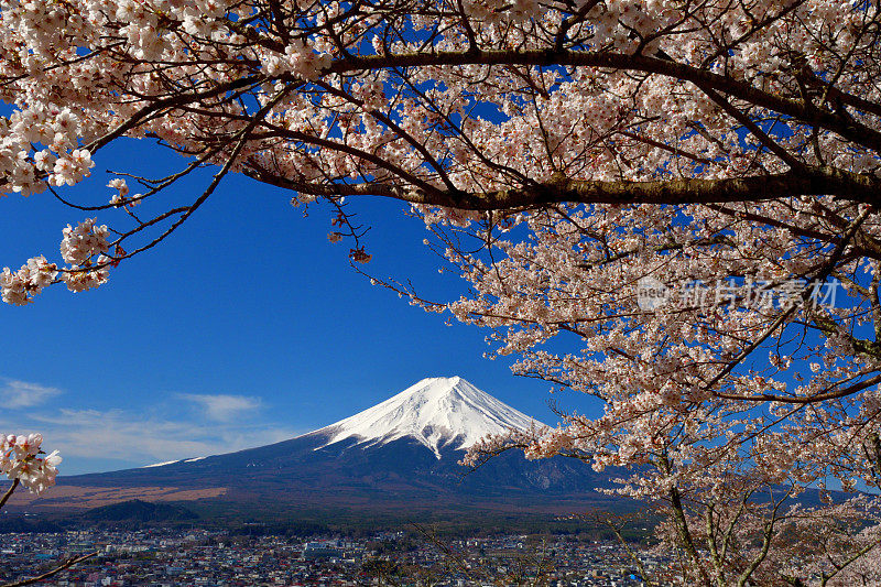 富士山和樱花:从荒山森根公园，富士吉田