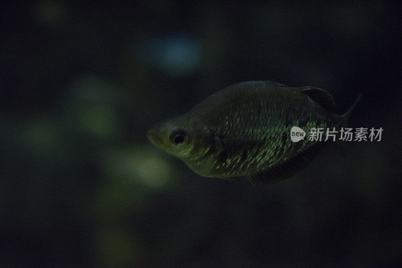 亚马逊红色rainbowfish