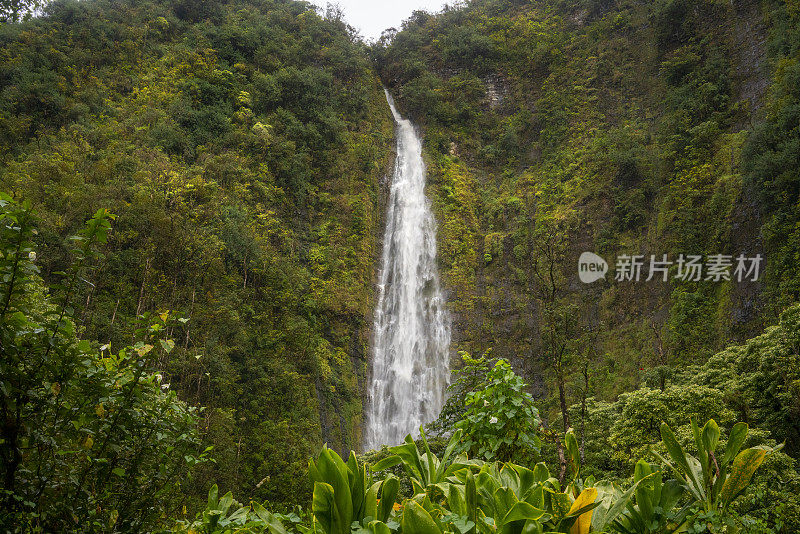 毛伊岛皮皮围小径上的竹林