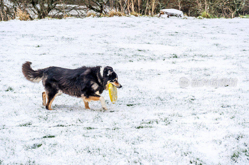 雪中的博德牧羊犬