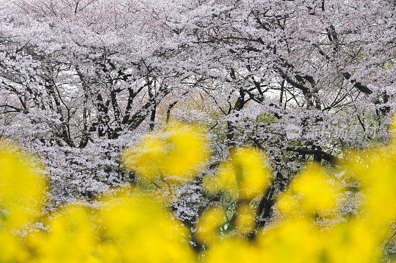 东京春天的色彩:樱花(Somei-Yoshino)