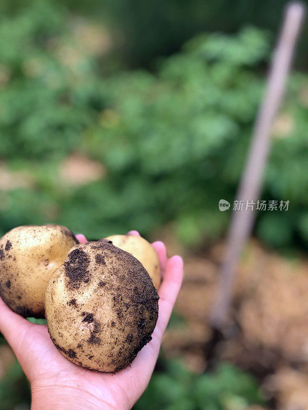 自家种植的新鲜土豆