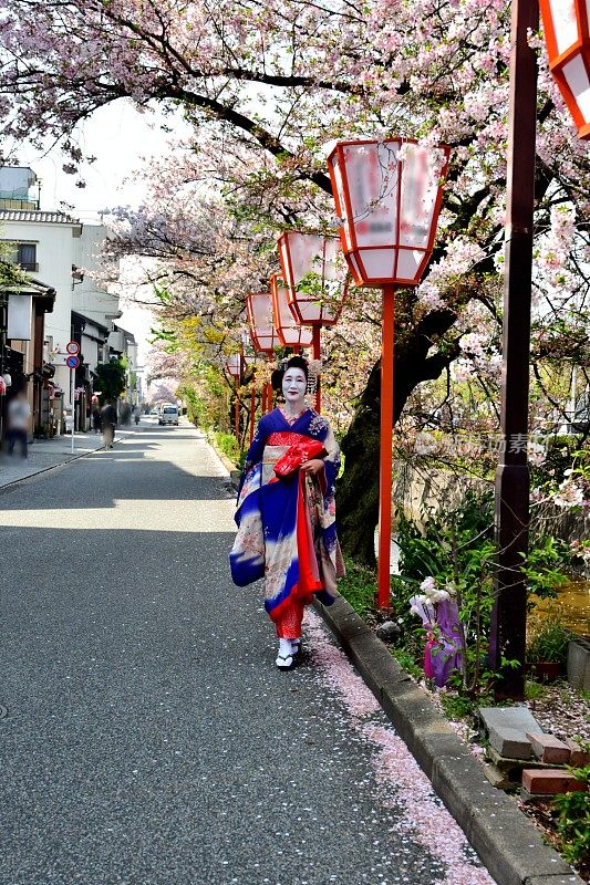 穿着美子服装的日本女人在京都欣赏樱花