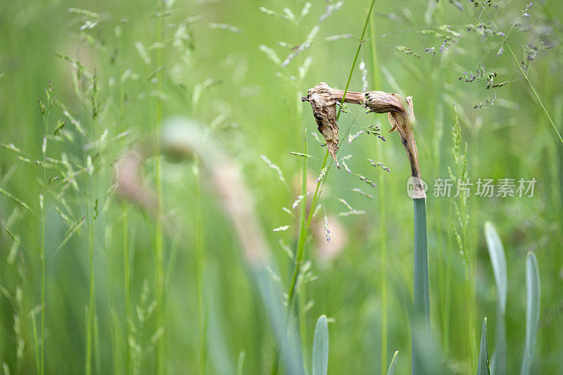 水仙花的剩余茎