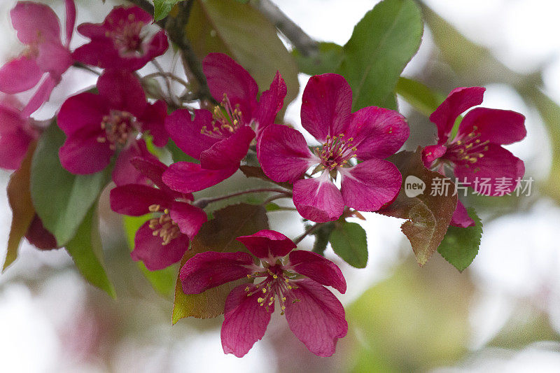 山楂(海棠)花