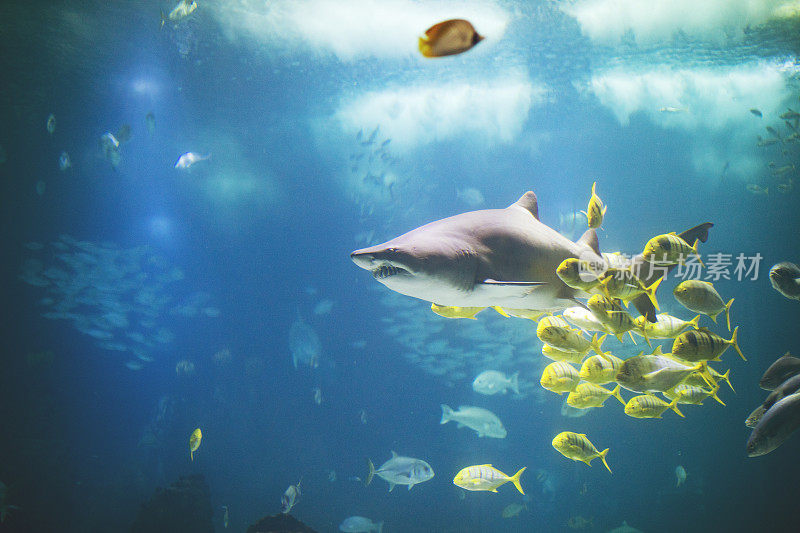 里斯本水族馆里的鱼