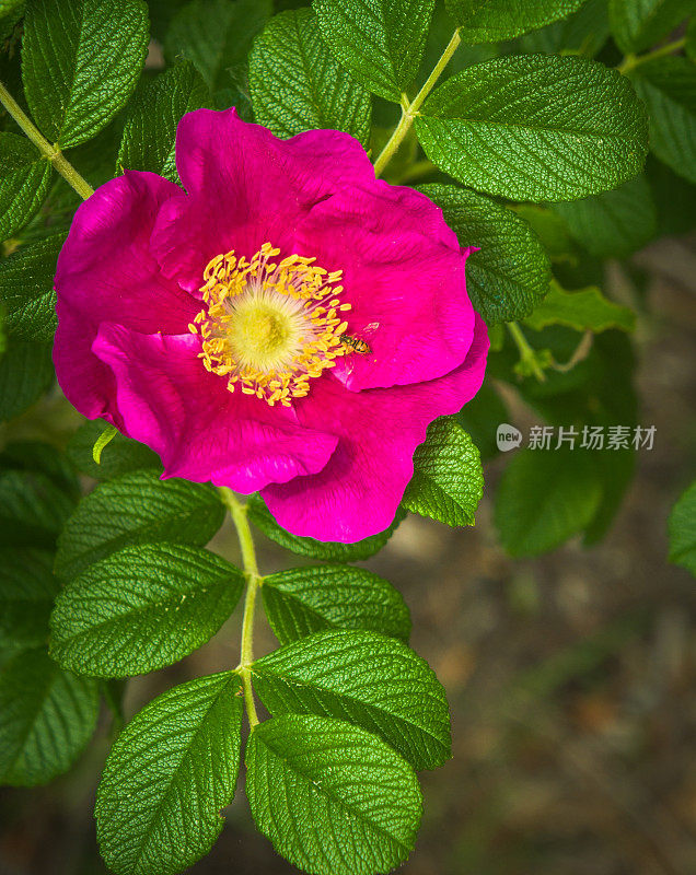 蜜蜂采集花粉