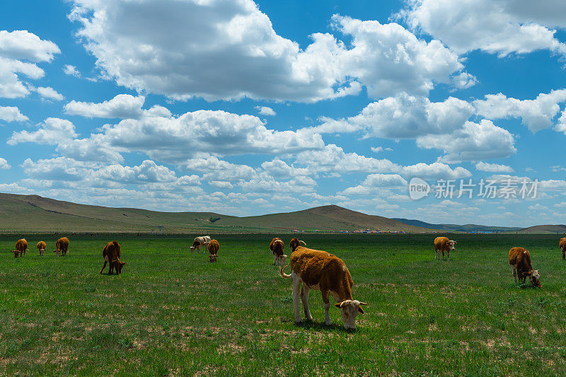 几头牛在田里吃草