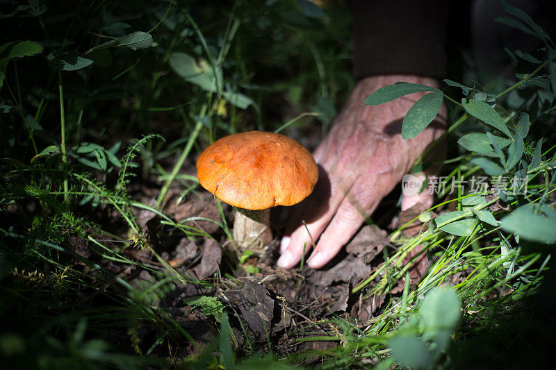 手附近的蘑菇在野外，准备采摘