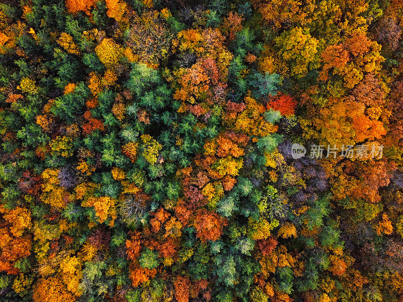 头顶上彩色混合的秋季森林空中背景，直接从上面制作