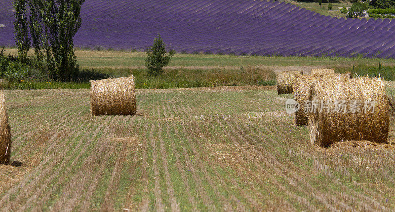 法国南部普罗旺斯的薰衣草