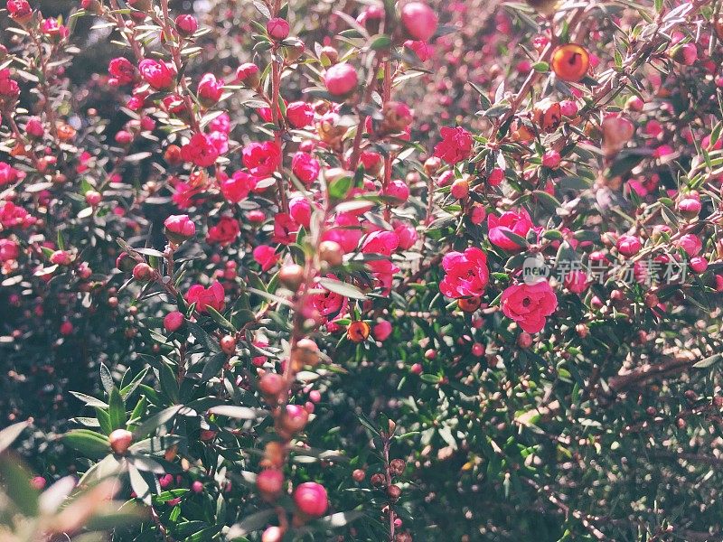 粉色麦卢卡花浸泡