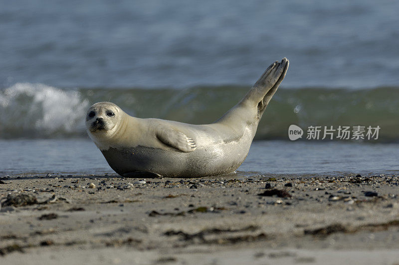 斑海豹