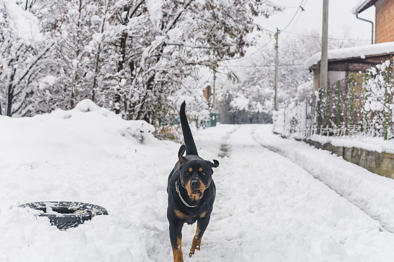 村子里的狗在雪地里玩耍