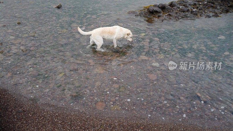 苏格兰海岸线上的拉布拉多寻回犬