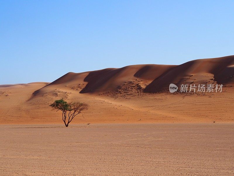 阿曼瓦希巴沙漠