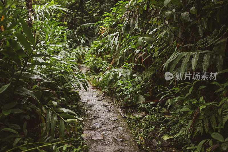 在波多黎各云克国家森林郁郁葱葱的热带雨林徒步旅行路线