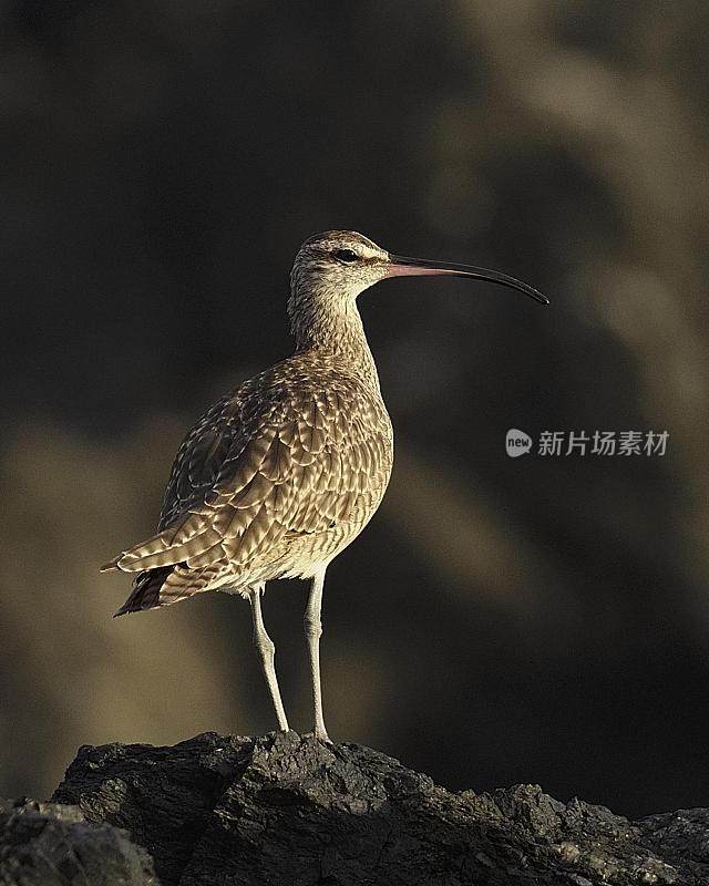 一只北美怪鸟在迁徙过程中栖息在海岸的岩石上