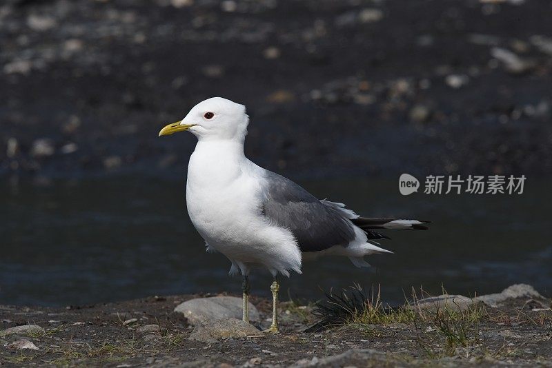 迪纳利NP萨维奇河的鸥叫声