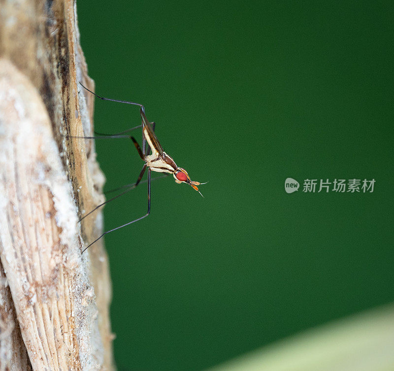 香蕉茎蝇(细纹蝇科)，泰国