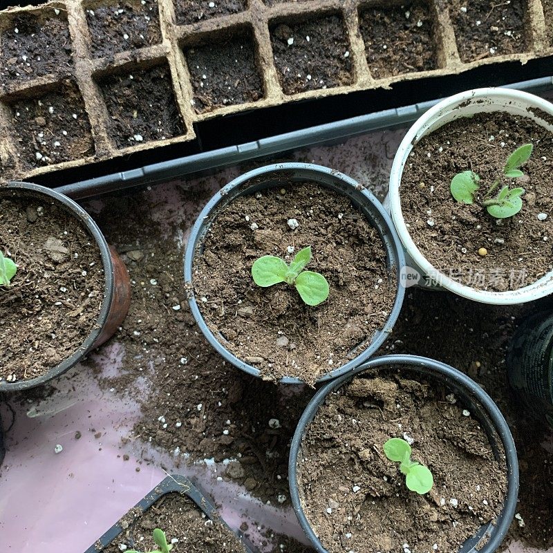 在室内种植种子和幼苗