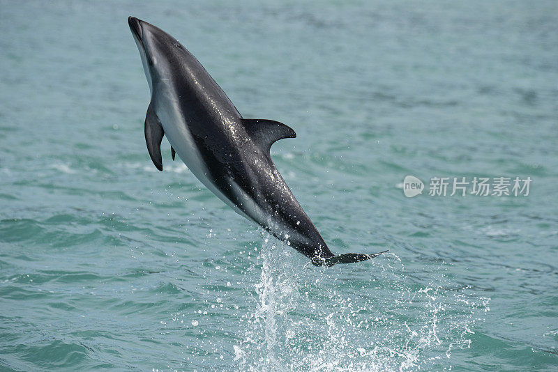 忧郁的海豚