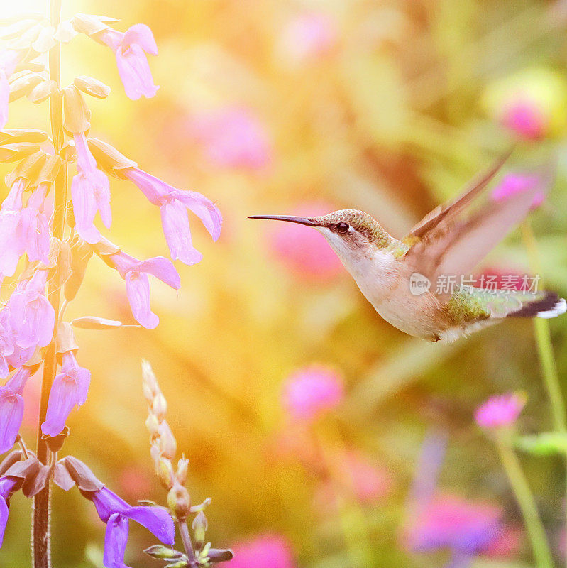 红喉蜂鸟和紫鼠尾草的高调照片
