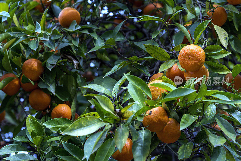 一棵橘树，枝头结满了成熟的橘子果实