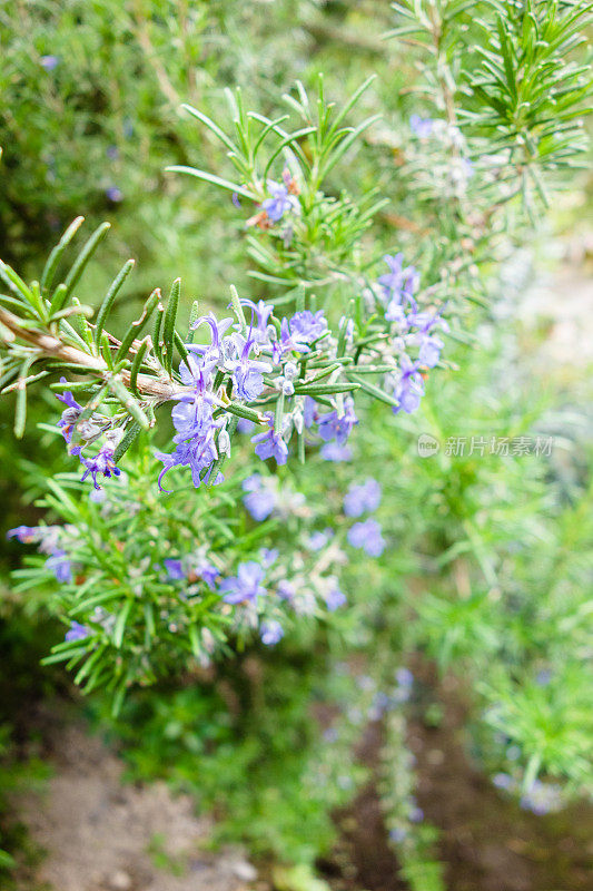 迷迭香的花