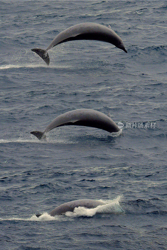 一只真喙鲸在比斯开湾破浪