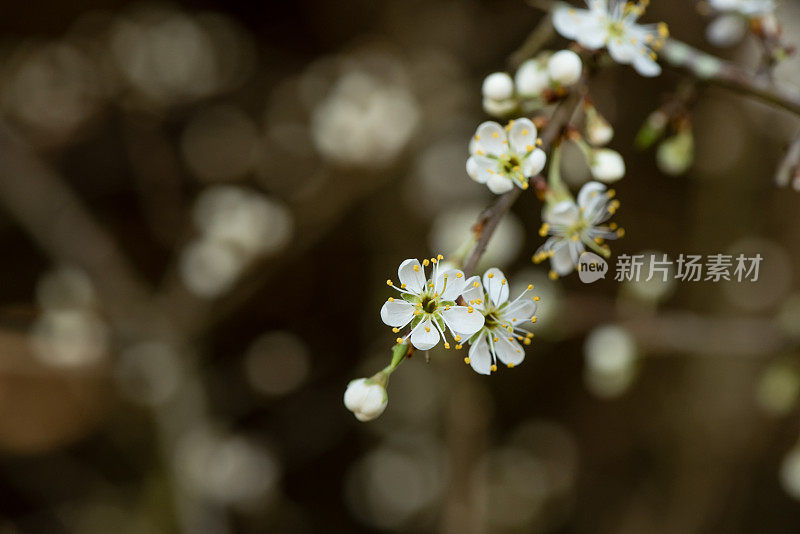 黑刺李花开白色的花