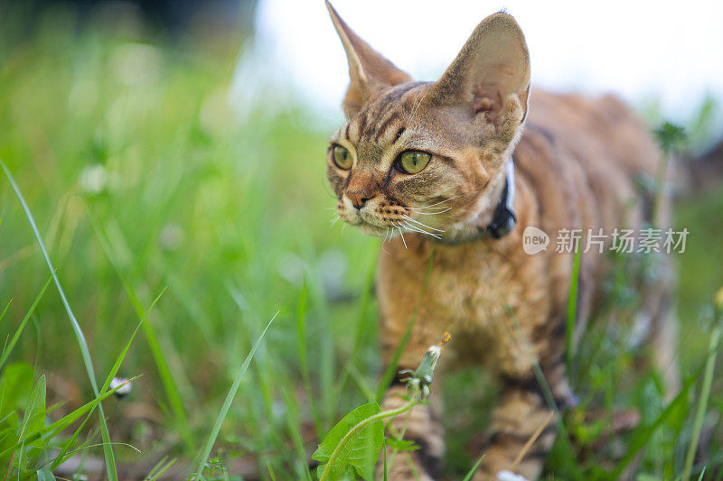 德文郡雷克斯小猫在户外草地上