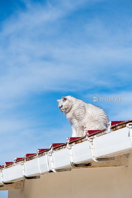 屋顶上的猫