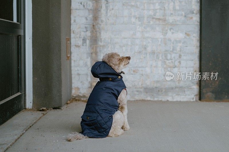 穿着蓝色外套的狗在镜头前摆姿势