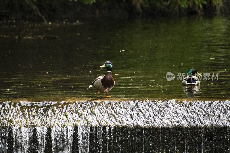 两只雄绿头鸭在堰上。