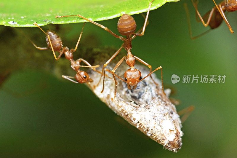 蚂蚁驮蜥蜴到巢——动物行为。