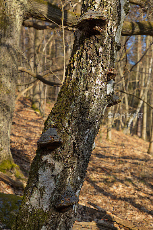 欧洲捷克共和国涅尔斯科森林里一棵老桦树上的支架真菌