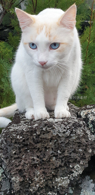 坐在亚速尔群岛火山岩石上的白猫