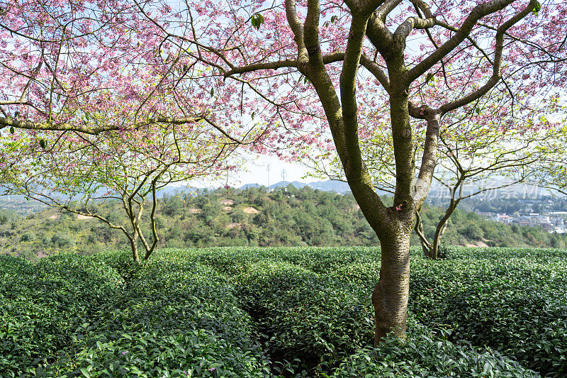 阳光明媚的樱花有机茶园