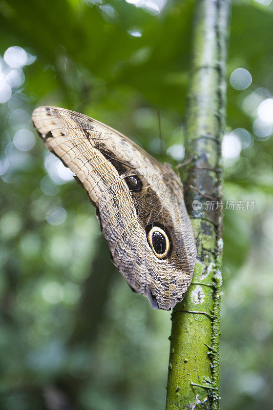 厄瓜多尔雨林中的猫头鹰眼蝴蝶