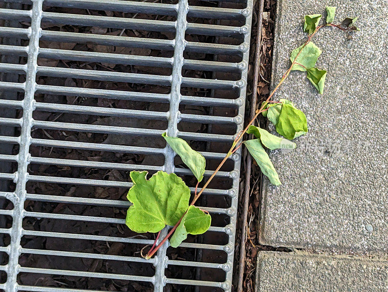 倒下的植物树枝在日本札幌的炉排上