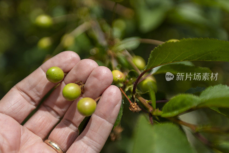 Morello樱桃树和成熟的樱桃