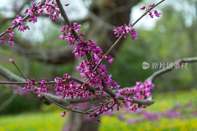 五月初在加拿大安大略省盛开的东紫荆树(加拿大紫荆)