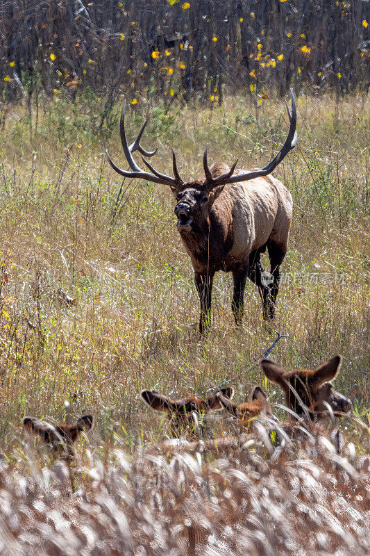 在美国蒙大拿州北部的查尔斯·拉塞尔野生动物保护区，巨大的公麋鹿控制着他的一群麋鹿，并向它们吹号