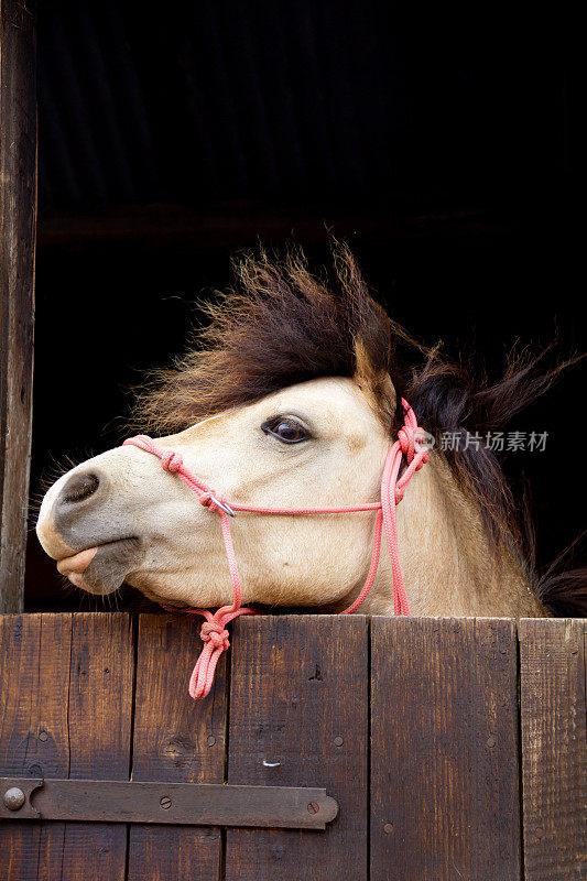 一个漂亮的棕褐色小马的特写镜头，从马厩的木门上往外偷看。风吹着，给小马一个被风吹过的样子，它戴着粉红色的绳头项圈。