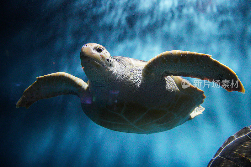 海龟在水族箱里游泳