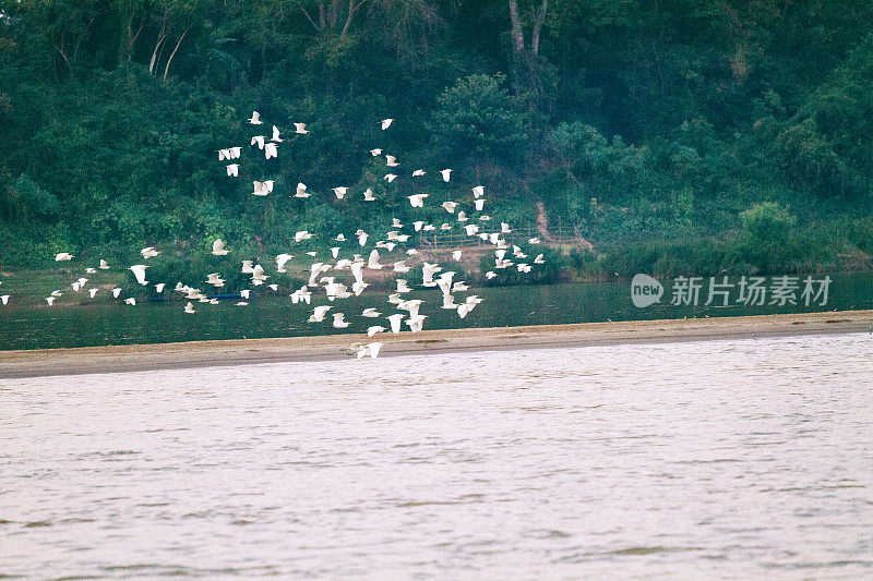泰国鹤鸟在湄公河上的大量飞行