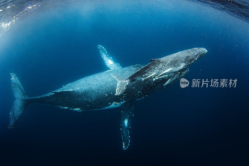 近距离拍摄的座头鲸和幼鲸在清澈、蓝色的太平洋水面上游泳