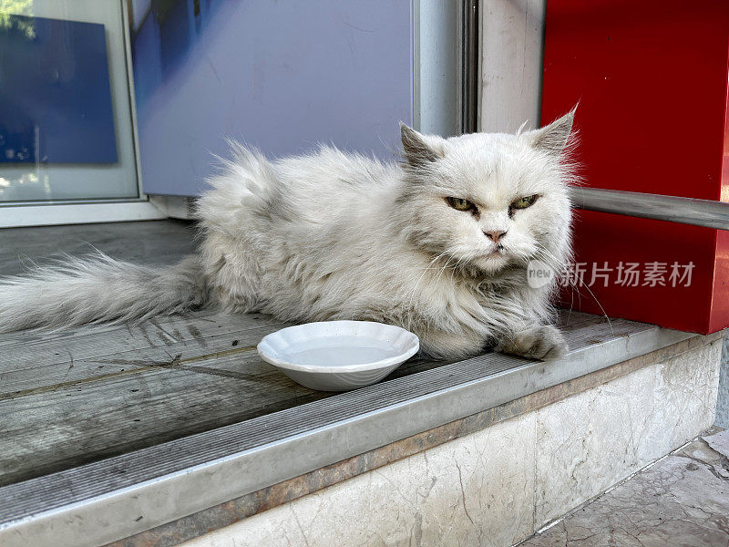 土耳其的流浪猫